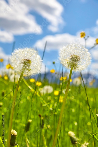 Beautiful close-up of a dandelion meadow in spring.
