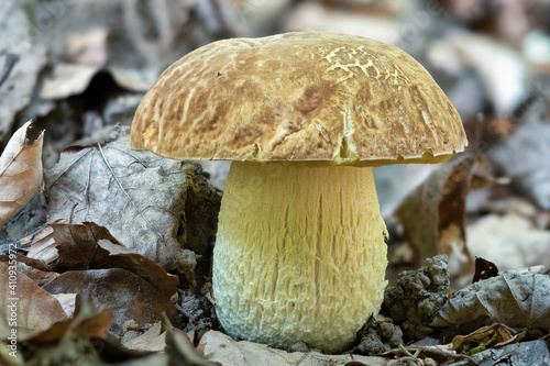 Fotografía Hemileccinum impolitum is a basidiomycete fungus of the family Boletaceae, native to Europe