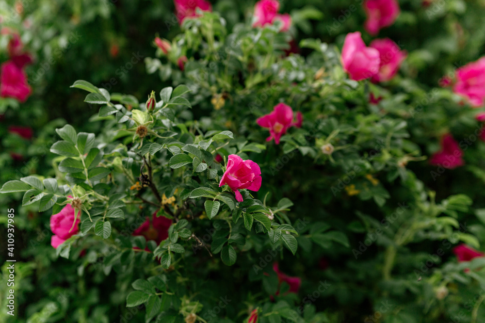Beautiful fresh roses in nature. Natural background. Beautiful fresh roses in nature. Natural background.