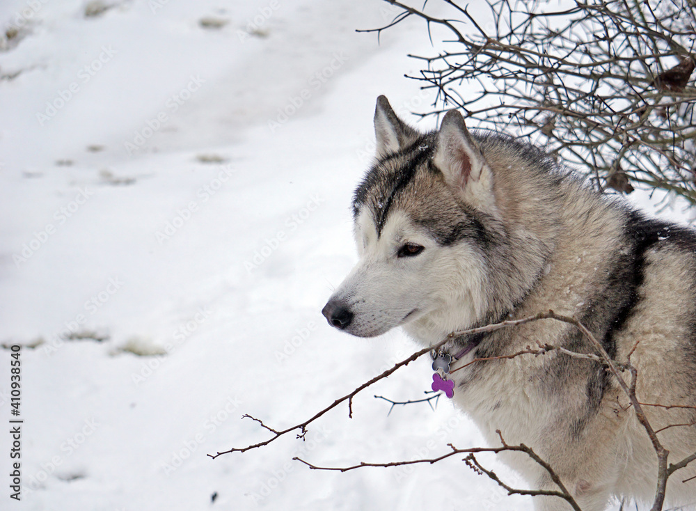 Naklejka premium dog's face against a background of snow and thorny bush branches 