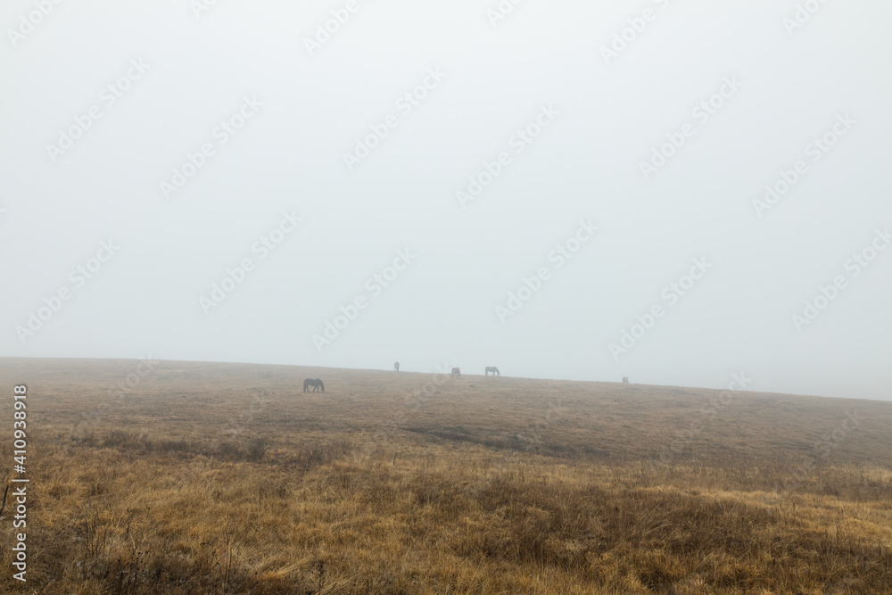 Horses on a misty meadow
