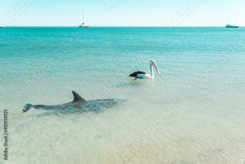 Wild Australian pelican swimming with a dolphin near the shore of Monkey Mia beach. Turquoise waters of Indian Ocean, Western Australia photo