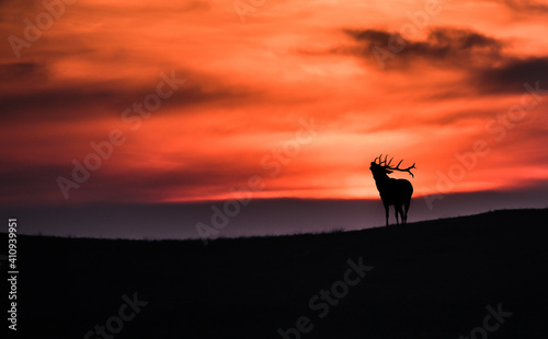 Bugling elk silhouette against orange sunset