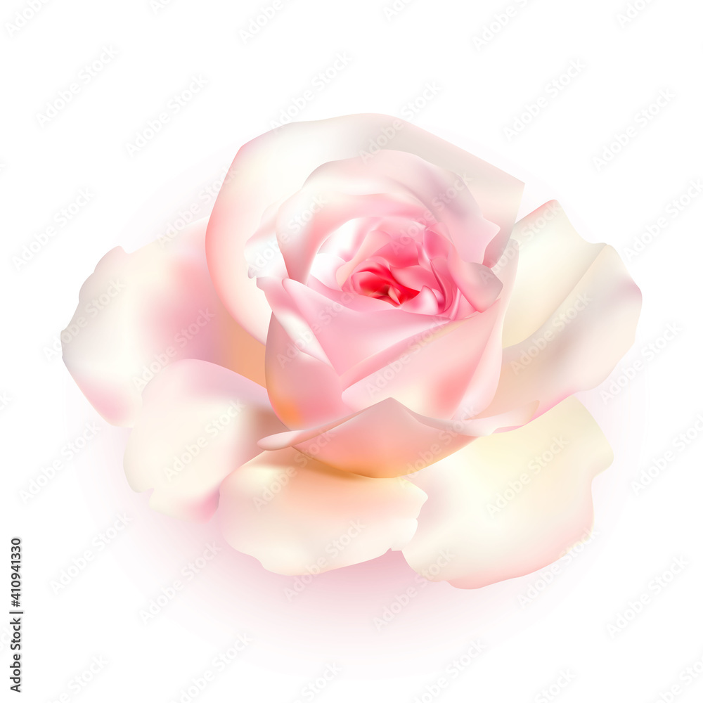 Rose with soft pink and white petals isolated on white background. Beautiful flower, single elegant decorative plant. Vector illustration Rose with soft pink and white petals isolated on white background. Beautiful flower, single elegant decorative plant. Vector illustration