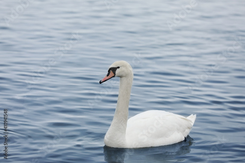 profile of white swan on blue misty lake. Graceful white Swan swimming in the lake, swans in the wild. Portrait of a white swan swimming on a lake. The mute swan, latin name Cygnus olor.