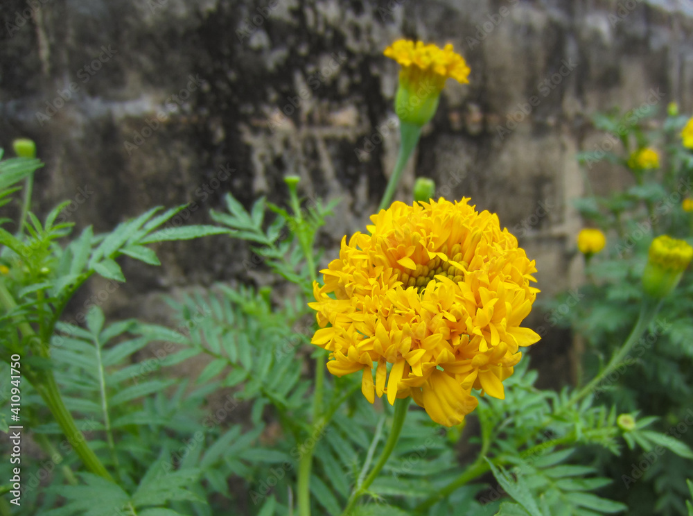 Yellow marigolds blooming in the backyard. Yellow marigolds blooming in the backyard.