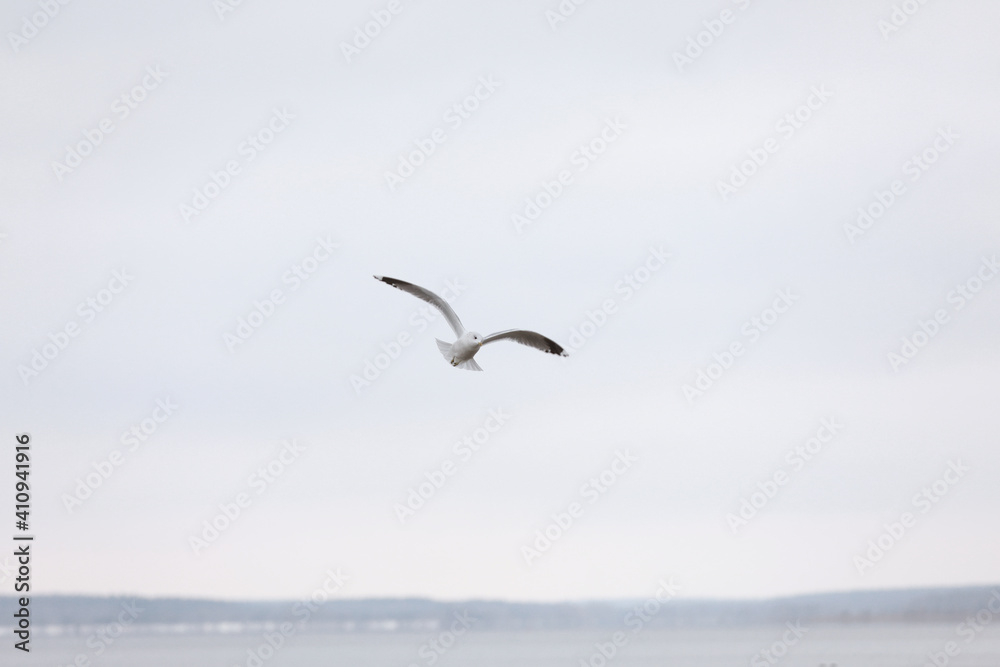 Bird Flying SEAGULL Isolated Sky Symbol of Freedom Concept. white seagull in the sky Bird Flying SEAGULL Isolated Sky Symbol of Freedom Concept. white seagull in the sky