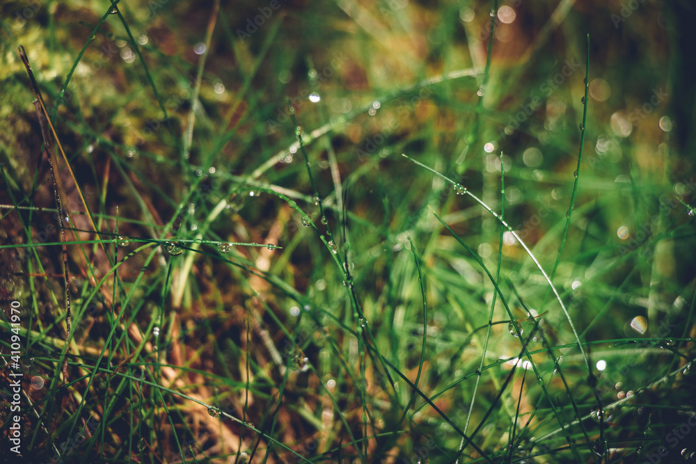 Dew drops in young flowering wild grass in desolate nature in the Jizera Mountains in northern Bohemia. Close-up on a drop of water line along a leaf. Tidewater green tone Dew drops in young flowering wild grass in desolate nature in the Jizera Mountains in northern Bohemia. Close-up on a drop of water line along a leaf. Tidewater green tone