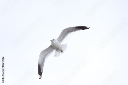 Bird Flying SEAGULL Isolated Sky Symbol of Freedom Concept. white seagull in the sky