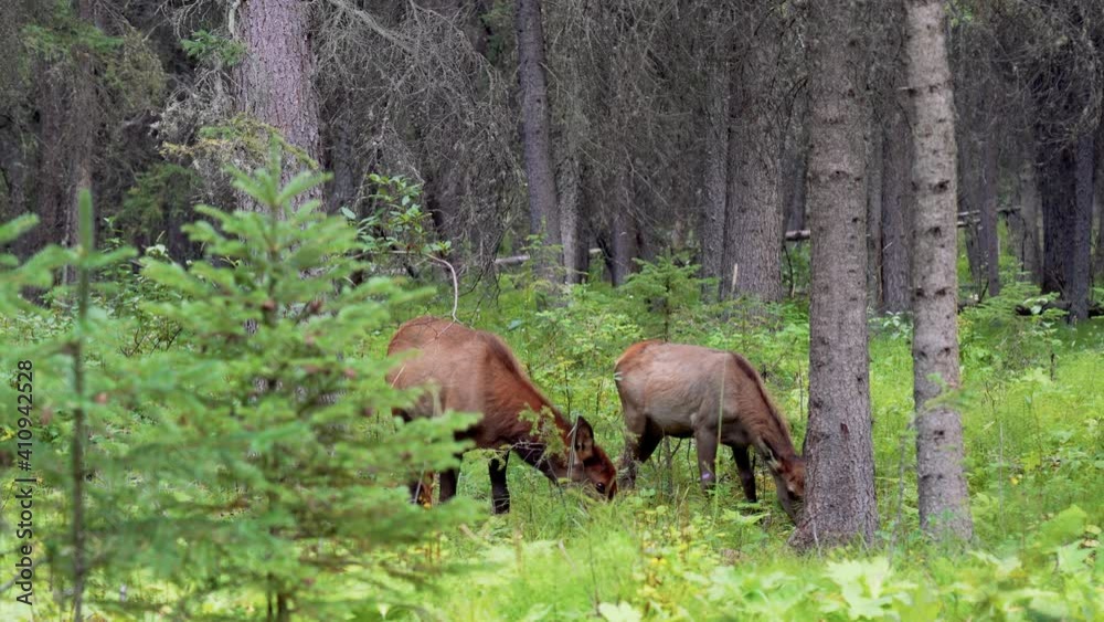 Wild elk calf foraging in forest, eating weeds and looks alert. Fenland Trail in summer time. Banff National Park, Canadian Rockies. Alberta, Canada. Wild elk calf foraging in forest, eating weeds and looks alert. Fenland Trail in summer time. Banff National Park, Canadian Rockies. Alberta, Canada.