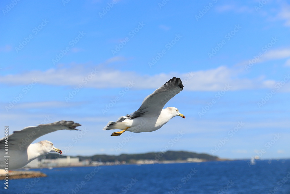空飛ぶウミネコ【国内・千葉】
