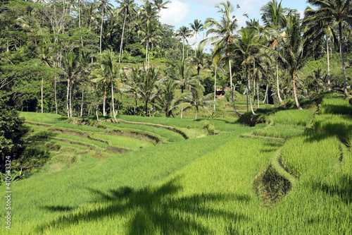 Terraced Rice paddi fields in Bali