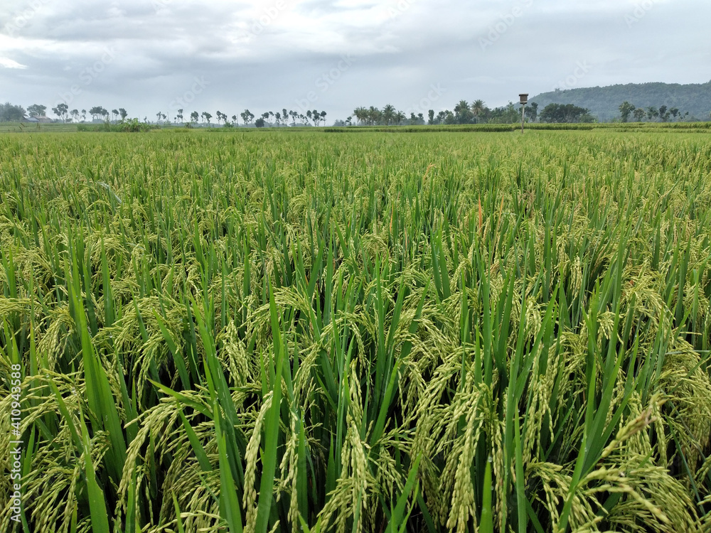 Closer look of rice plant in paddy field. Closer look of rice plant in paddy field.