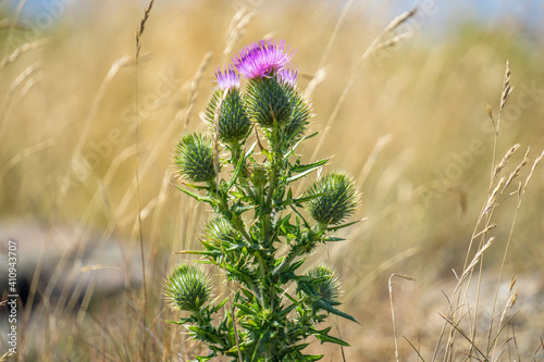 Fotografia Close-up Of Thistle On Plant At Field