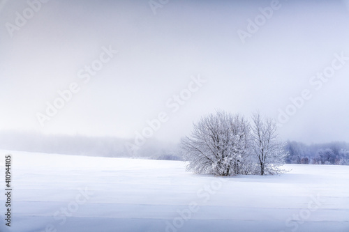 Dunes and mountains of snowflakes texture. Fluffy tree. The branches of the tree are covered with thick white frost. In the distance  in the fog  a forest is seen disappearing into a fairy-tale fog.