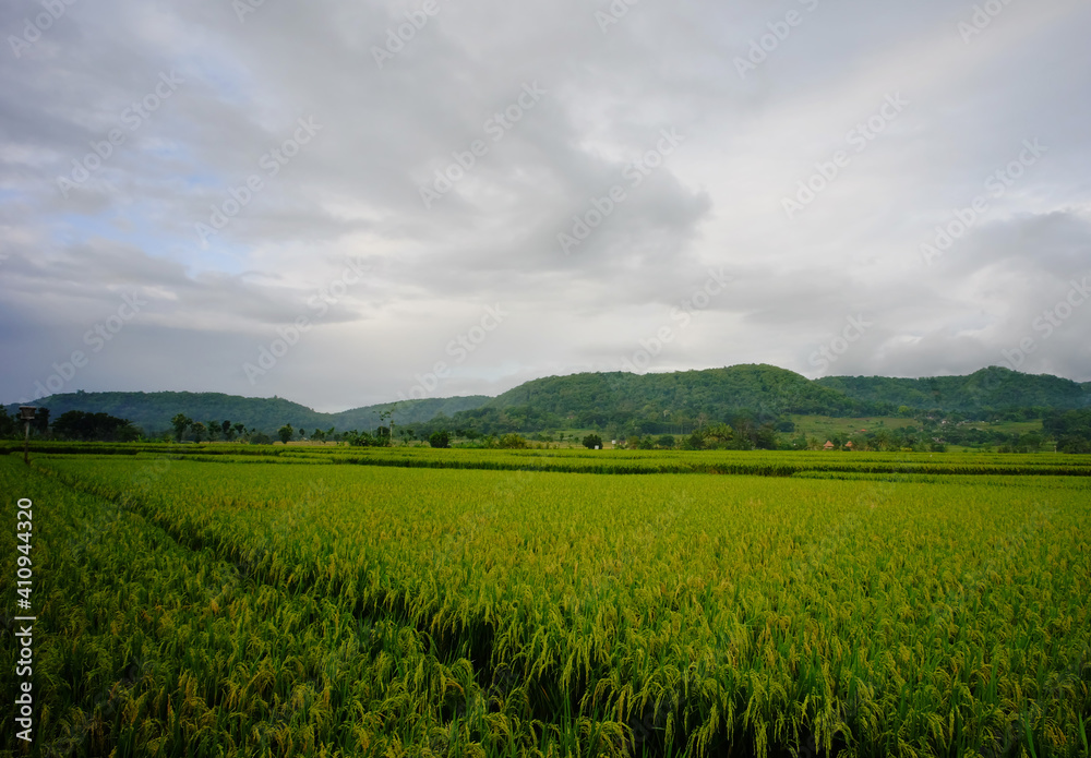 Wide shot of paddy field. 