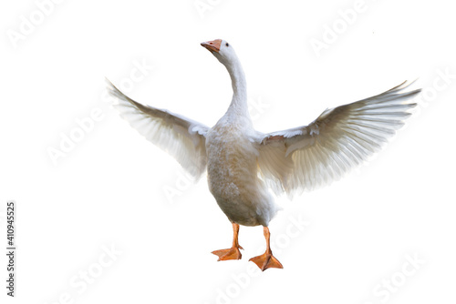 Obraz na plátne isolated white goose standing with wings spread.