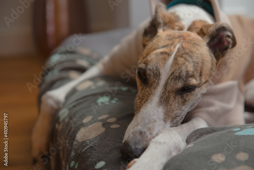 Close up of dopey pet adopted greyhound's face as she wears pyjamas