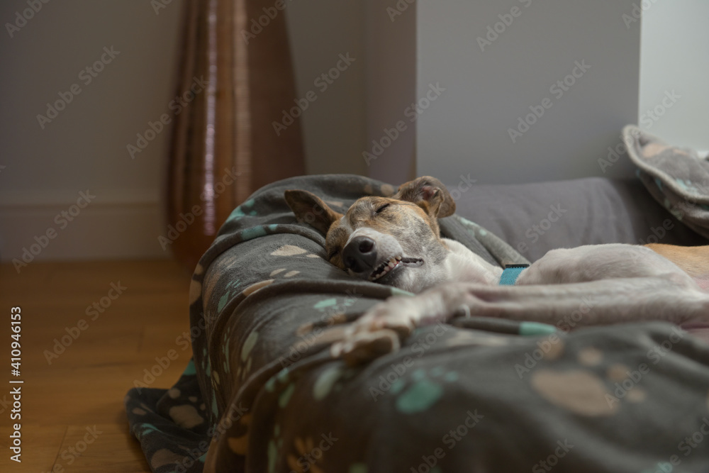 Comfy pet greyhound bares teeth as she sleeps in her dog bed. Comfy pet greyhound bares teeth as she sleeps in her dog bed.