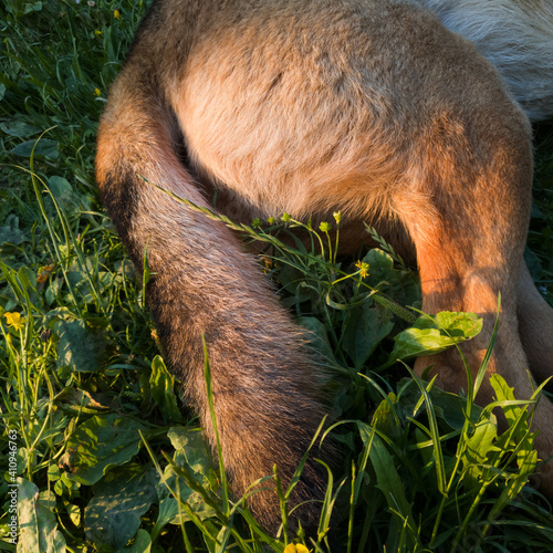 Animal body part, close up of furry dog tail and rear legs in grass photo