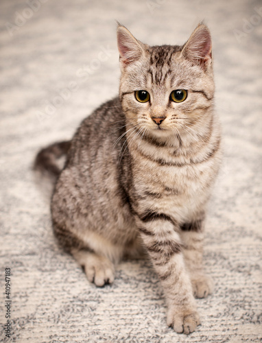 The little and beautiful cat looks straight. Portrait