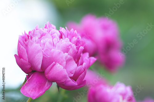 Beautiful blooming peony in the garden. Flowers background. Close up - Image