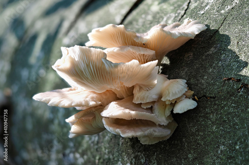 The Pale Oyster (Pleurotus pulmonarius) is an edible mushroom