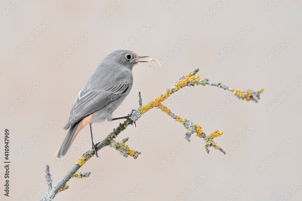 Black redstart at hunt (Phoenicurus ochruros) Black redstart at hunt (Phoenicurus ochruros)