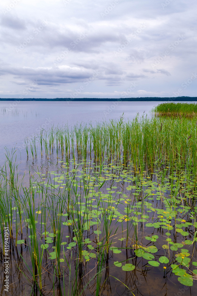 Obraz premium Beautiful natural landscape. Reeds and water lily along the shore.