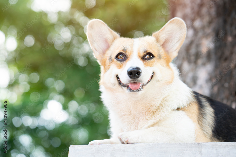 Corgi dog smile and happy in summer sunny day