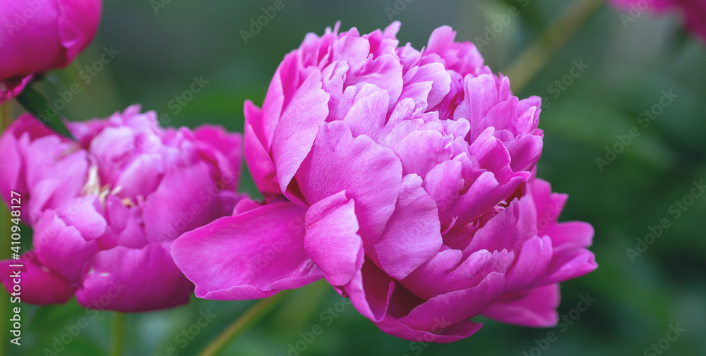 Beautiful blooming peony in the garden. Flowers background. Close up - Image