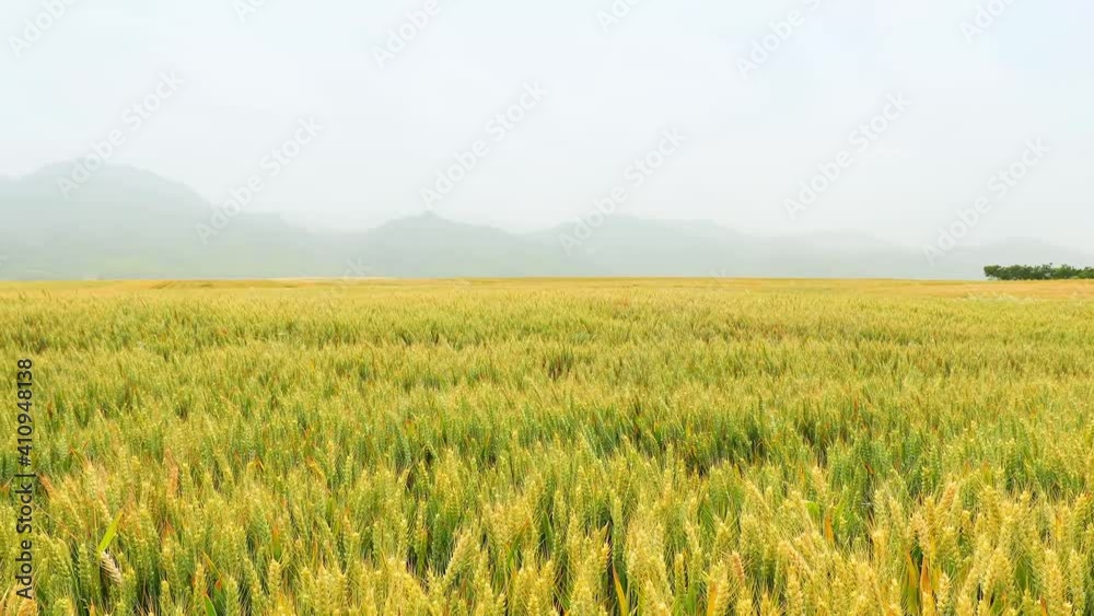 Wheat ears swaying with wind in the countryside field, agricultural field, panning shot Wheat ears swaying with wind in the countryside field, agricultural field, panning shot