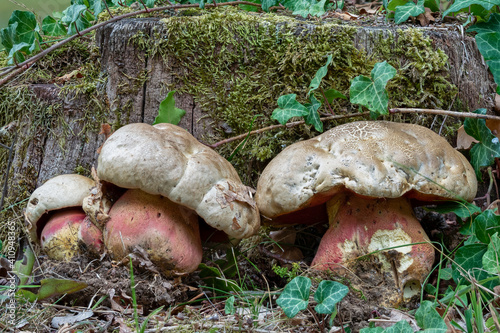 The Devils Bolete (Rubroboletus satanas) is a poisonous mushroom photo