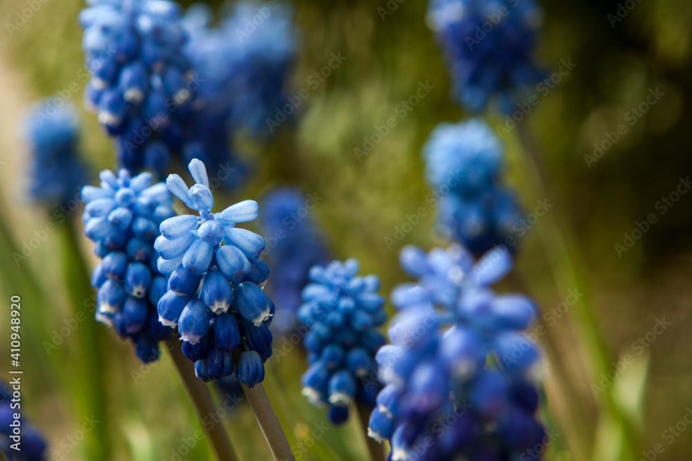 Blooming hyacinth flower in the garden Blooming hyacinth flower in the garden