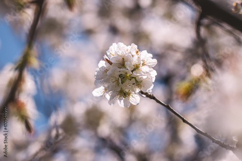 Cherry blossom. Blooming branch at spring