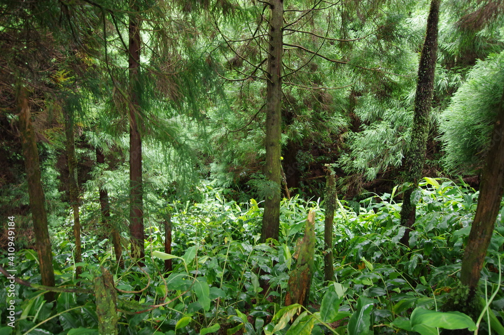 Fototapeta premium Azores landscapes, nature and trekking