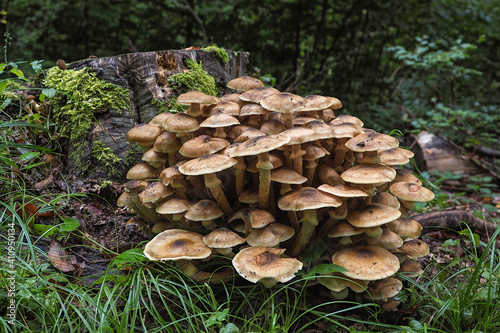 Armillaria mellea, commonly known as honey fungus, is a basidiomycete fungus in the genus Armillaria.