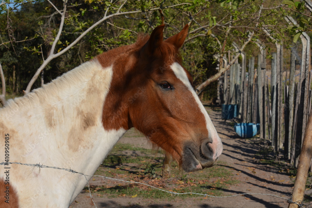 Fototapeta premium Horse