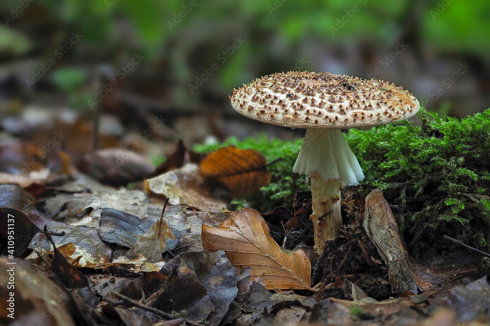Fototapeta premium mushrooms in the forest