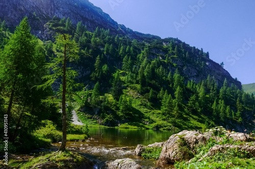 many pine trees on a mountain lake on vacation