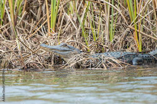 Young American Alligator on the edge of water © nsc_photography