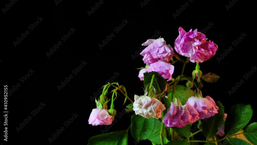 Time-lapse, a bouquet of blooming pink rose flowers slowly withering, black background