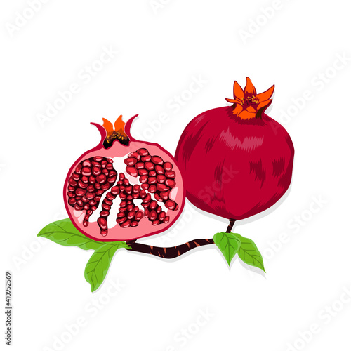 Vector illustration of  pomegranate and lots of ripe pomegranate seeds.