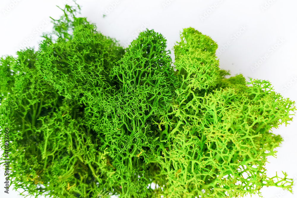 Fototapeta premium green moss for creativity and interior decor