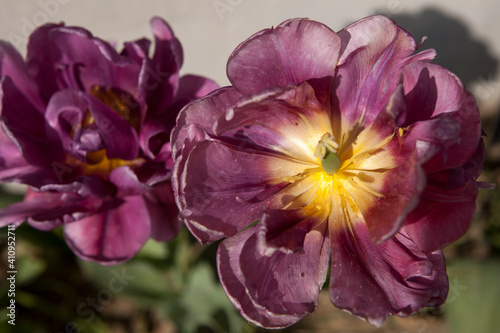 Fototapeta Naklejka Na Ścianę i Meble -  Blooming lily flower in the garden
