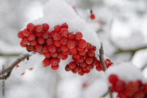 Bunch of red mountain ash under the snow