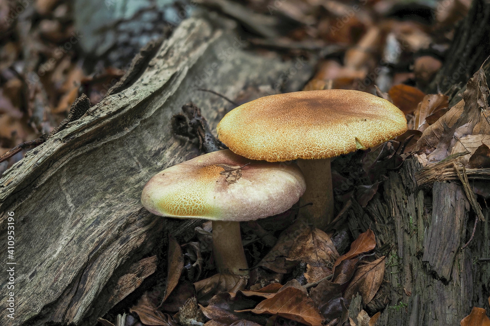 Tricholomopsis rutilans, known by the unusual but apt common name of Plums and Custard or, less commonly Red-haired agaric, is a species of gilled mushroom found across Europe and North America. Tricholomopsis rutilans, known by the unusual but apt common name of Plums and Custard or, less commonly Red-haired agaric, is a species of gilled mushroom found across Europe and North America.