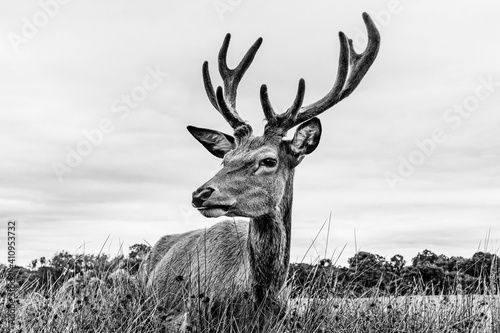 Clouse up of a male deer on the fields of Richmoond near London, UK. Head of a red deer in the wild photo