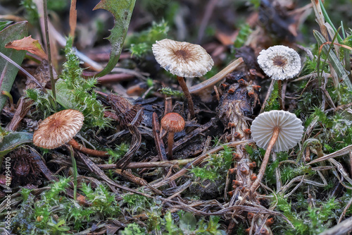 The Crinipellis stipitaria is an inedible mushroom photo