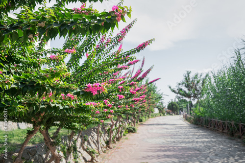 An alley with a path and a bougainvillea bush in bloom